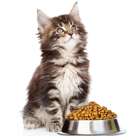 اكل القطط الصغار - أهم الإرشادات لما يجب أن تتبعه في اطعامهم وما يجب ان تتجنبه